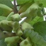 五倍子泡酒的功效与作用 五倍子的服用方法