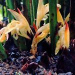 阳荷是什么菜？野生蔬菜阳荷了解一下