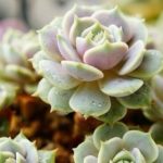 花卉养殖小课堂 多肉介壳虫怎么根除？