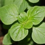 牛至的禁忌 牛至的禁忌和副作用