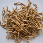 远志的功效和作用 远志的禁忌