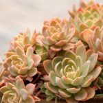 花卉养殖小课堂 多肉怎么扦插生根快？