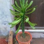 霸王鞭的功效和作用 霸王鞭的养殖方法