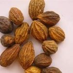 诃子是什么 诃子泡水的功效2021