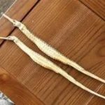 海龙有什么用 海龙的功效与作用