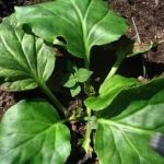 盘龙七有什么功效-盘龙七的功效作用