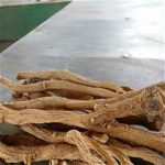 当归泡水的功效 当归的作用