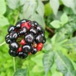 珠子参的用法用量 珠子参的用量2021