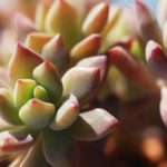 花卉养殖小课堂 多肉30度可以晒太阳吗？