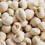 湖北贝母的功效与作用 湖北贝母的服用禁忌