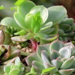 花卉养殖小课堂 多肉换盆后多久浇水晒太阳？