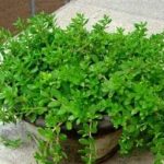 垂盆草的功效和作用 垂盆草的功效和作用及禁忌