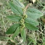 大飞扬草有副作用吗 大飞扬草的禁忌