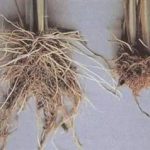 什么叫糯稻根须-糯稻根须的功效作用