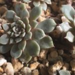 多肉白粉病是什么原因引起的？ 多肉出现白粉病的原因分析