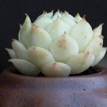 花卉养殖小课堂 多肉晒太阳叶子软皱还能活吗？