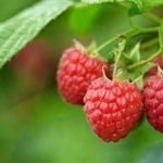 覆盆子的功效和作用2021 覆盆子泡水的功效