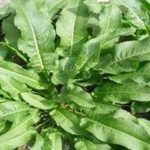 牛耳大黄有什么功效 牛耳大黄的功效与作用