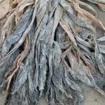 昆布的功效2021 昆布的药理作用
