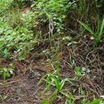 盘龙参用法用量 盘龙参的用量2021