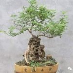 黄荆枝的用法用量 黄荆枝的用量是多少克