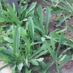吃败酱草有什么作用 败酱草的食用方法