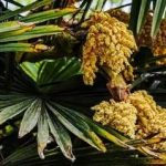 棕榈花有什么功效 棕榈花的功效与作用