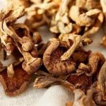 猴头菌是什么 猴头菌的功效和作用