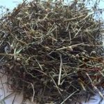 百花蛇舌草的作用2021 百花蛇舌草泡水的功效
