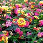 马缨丹有什么作用 马缨丹的功效与作用