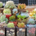 花卉养殖小课堂 多肉断了可以直接插吗？