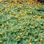 蟛蜞菊有什么功效 蟛蜞菊的功效与作用