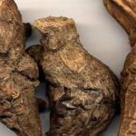 川乌不能和什么一起吃 川乌的禁忌人群