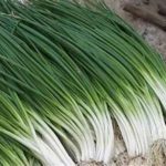 葱的功效与作用 葱有哪些功效