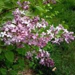 丁香怎么吃有最佳功效 丁香怎么吃可以治胃病