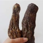 男人吃肉苁蓉可以壮阳吗 肉苁蓉的六大功效