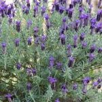 千屈菜有什么作用 千屈菜的功效与作用