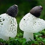 竹荪的做法 竹荪的禁忌