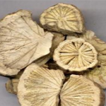 广防己的功效与作用 广防己的功效与作用己禁忌