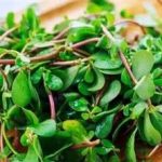 马齿苋有什么功效和作用 马齿苋的功效与作用