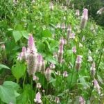 青葙有什么作用 青葙的功效与作用