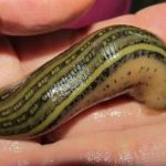 水蛭有什么用2021 水蛭的药用价值