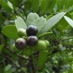 东风橘根的功效 东风橘根的功效与作用