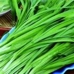 韭菜的功效和作用 韭菜的功效和作用及禁忌2021