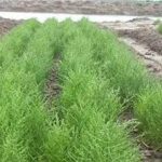 蓬子菜有什么好吃 蓬子菜的功效与作用