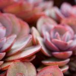 花卉养殖小课堂 多肉服盆期多久浇一次水？