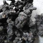 猪苓可以直接泡水喝吗 猪苓的功效与作用