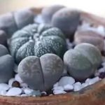 石头花怎么养？ 石头花的养殖条件了解一下