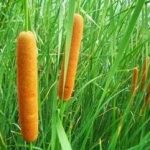 蒲黄的功效和作用2021 蒲黄的禁忌