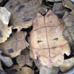 龟甲有什么功效 龟甲有什么功效与作用